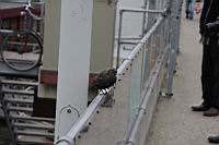 IMG_9988.JPG