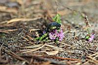 IMG_0130.JPG