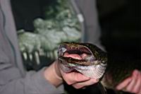 IMG_0584.JPG
