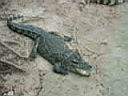 12CrocodileZoo004.JPG