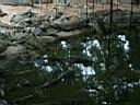 12CrocodileZoo005.JPG